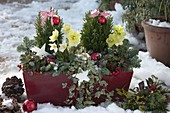 Bepflanzter Kasten weihnachtlich dekoriert