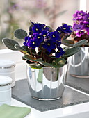 Saintpaulia ionantha (African violet) in silver pots by the window