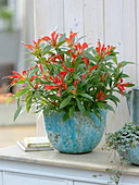 Aeschynanthus speciosus (pubic flower) in a turquoise planter