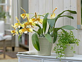 Rossioglossum Rawdon Jester 'Münchner Kindl' (Orchidee),