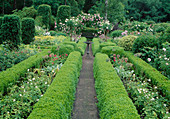 Formaler Garten eingefaßt mit Buxus sempervirens / Buchs und Rose 'Constance Spry' als Rosenbogen über der Bank