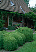 Buxus sempervirens (box), lavender (Lavandula), Wisteria (Blue-vine) bordering the house and the covered seating area