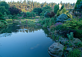 Wassergarten-Picea pungens, Hosta, Santolina pinnata