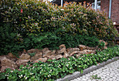 Hecke aus Photinia villosa (Glanzmispeln), Spiraea (Spiersträucher), Fragaria (Erdbeeren), Steinmauer