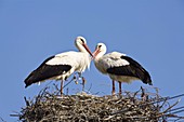 Weißstörche auf dem Nest, Ciconia ciconia, Europa / White Storks on the nest, Ciconia ciconia, Europe