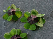 Blätter von Oxalis deppei (Glücksklee)