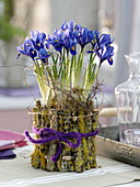 Iris reticulata (Netziris), Glas mit flechtenbewachsenen Ästen eingebunden