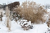 Verschneites Beet mit Miscanthus (Chinaschilf), Molinia (Pfeiffengras)