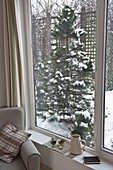 View from the room to snow-covered Pinus (pine tree)