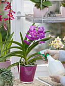 Orchideenfenster mit Vanda, Phalaenopsis und Cambria (Orchideen)