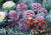 Brassica oleracea (ornamental cabbage) in hoarfrost