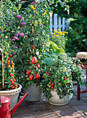 Tomatoes (Lycopersicum) 'Picolino', 'Zahnrad', 'Dreikäsehoch'.