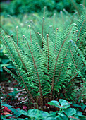 Polystichum Setiferum 'Herrenhausen' (Schildfarn)