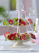 Glasetagere mit Blüten von Gerbera