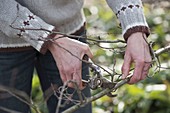 Cutting branches of flowering shrubs for forcing
