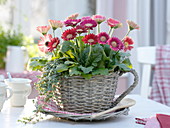 Gerbera and Pilea (Cannon flower) planted in wicker basket