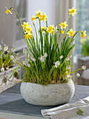 Narcissus cyclamineus 'Tete-a-Tete' (daffodils), Muscari armeniacum