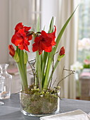 Amaryllis bulbs in a glass bowl with moss (2/2)