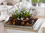 Puschkinia (cone flowers) in a wreath of Cornus