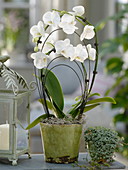 Phalaenopsis (Malayenblume, Schmetterlingsorchidee), Pilea (Kanonierblume)