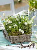 weiße Frühlingsblüher und Kräuter als Tischdeko