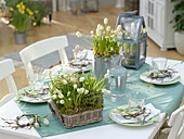 White spring blooms and herbs as table decoration