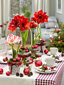 Red and white Amaryllis table decoration