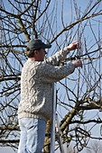 Mann schneidet Apfelbaum (Malus) im Frühjahr zurück