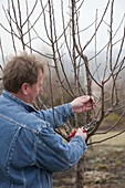 Mann lichtet Apfelbaum (Malus) im Frühjahr aus und entfernt Wassertriebe