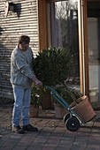 Moving potted plants in and out with sack barrow