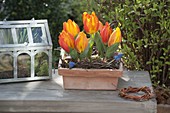 Tulipa 'Flair' (tulips) in terracotta box, Betula wreaths