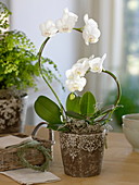 Weiße Phalaenopsis Hybride (Malayenblume, Schmetterlingsorchidee)