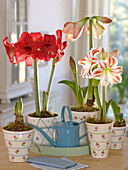 Hippeastrum 'Kolibri Red', 'Flaming Striped' (Amaryllis) in verschiedenen Stadien