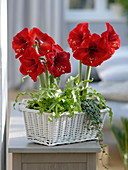 Weißer Korb mit Hippeastrum 'Royal Red' (Amaryllis), Pteris (Saumfarn)