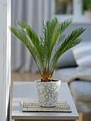 Cycas revoluta (palm fern) in a grey-white planter