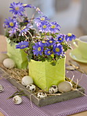 Anemone blanda (ray anemone) in paper bags, decorated with Easter eggs