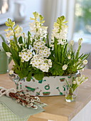Blech-Jardiniere mit Hyacinthus 'White Pearl' (Hyazinthen), Primula