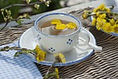 Tee aus Blüten von Tussilago farfara (Huflattich)