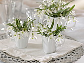 Galanthus (Snowdrop) in porcelain cups