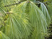 Pinus wallichiana (Tear pine)
