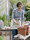 Woman plants bulbs of gladiolus (Gladiolus) in terracotta pot