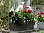 Red-white planted basket box