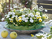 Basket with 'Granny Smith' and 'Golden Delicious' apples (Malus)
