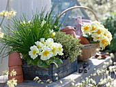 Holz-Kiste mit Primula acaulis (Frühlingsprimel), Schnittlauch (Allium)