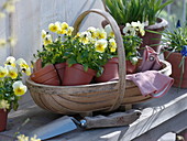 Basket with Viola cornuta 'Beacon Yellow' (Horn violets)
