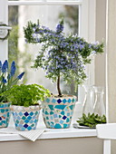 Window with blooming rosemary 'Prostratus'