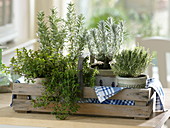 Wooden basket with herbs of Provence in pots