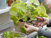 Wasabi (Eutrema japonica), auch Japanischer Meerrettich, Wassermeerrettich