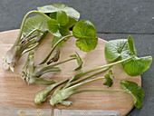 Wasabi (Eutrema japonica), also Japanese horseradish, water radish