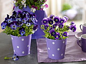Viola cornuta Callisto 'Denim' links, Rocky 'Blue with Face' (Hornveilchen)